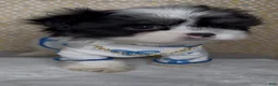 Malshi dogs for sale: Zorro - Ad 5