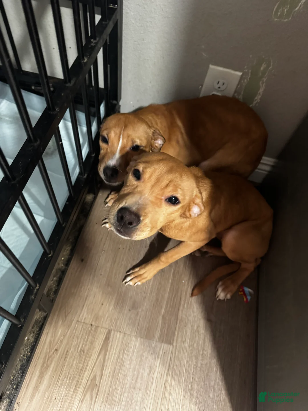 Mixed Breed dogs for sale: Pretty - Ad 1