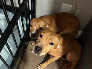 Mixed Breed dogs Pretty - Ad 36