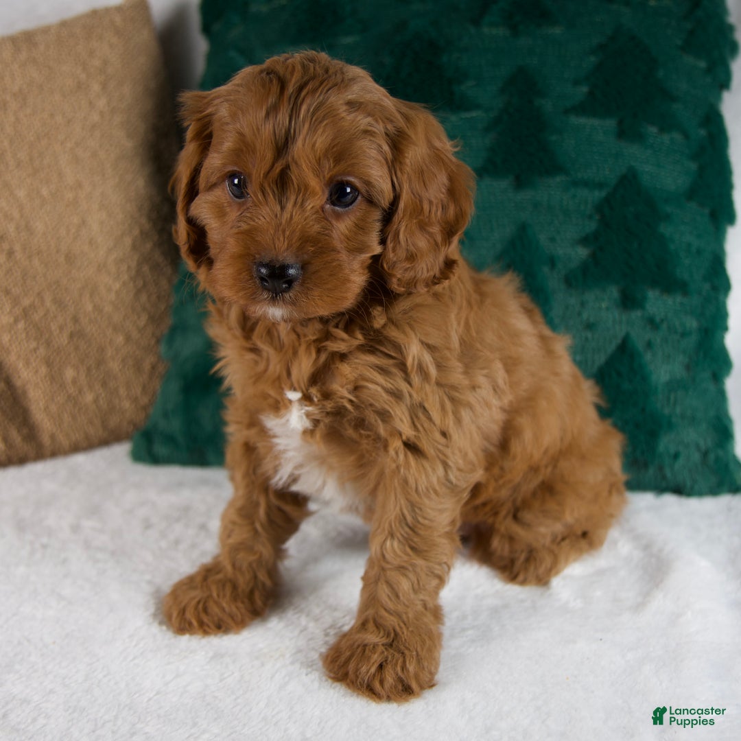 Cavapoo dogs for sale: Blake - Ad 4