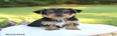 Dexter