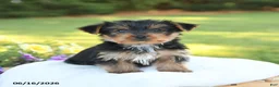 Yorkshire Terrier dogs for sale: Dexter - Ad 1