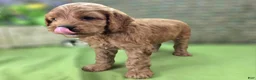 Cockapoo dogs for sale: Versace - Ad 15
