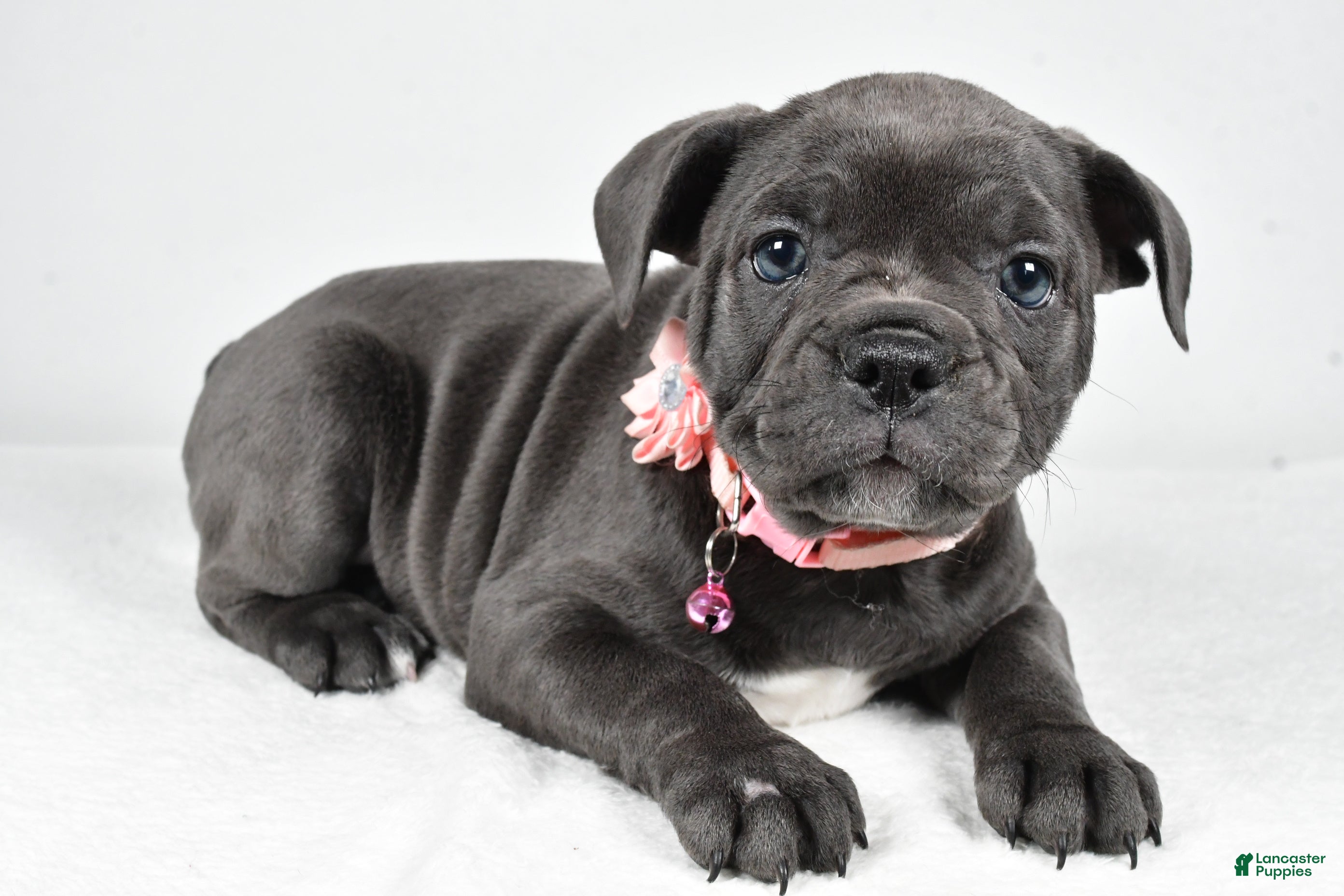 Mixed Breed dogs Dora - Ad 15