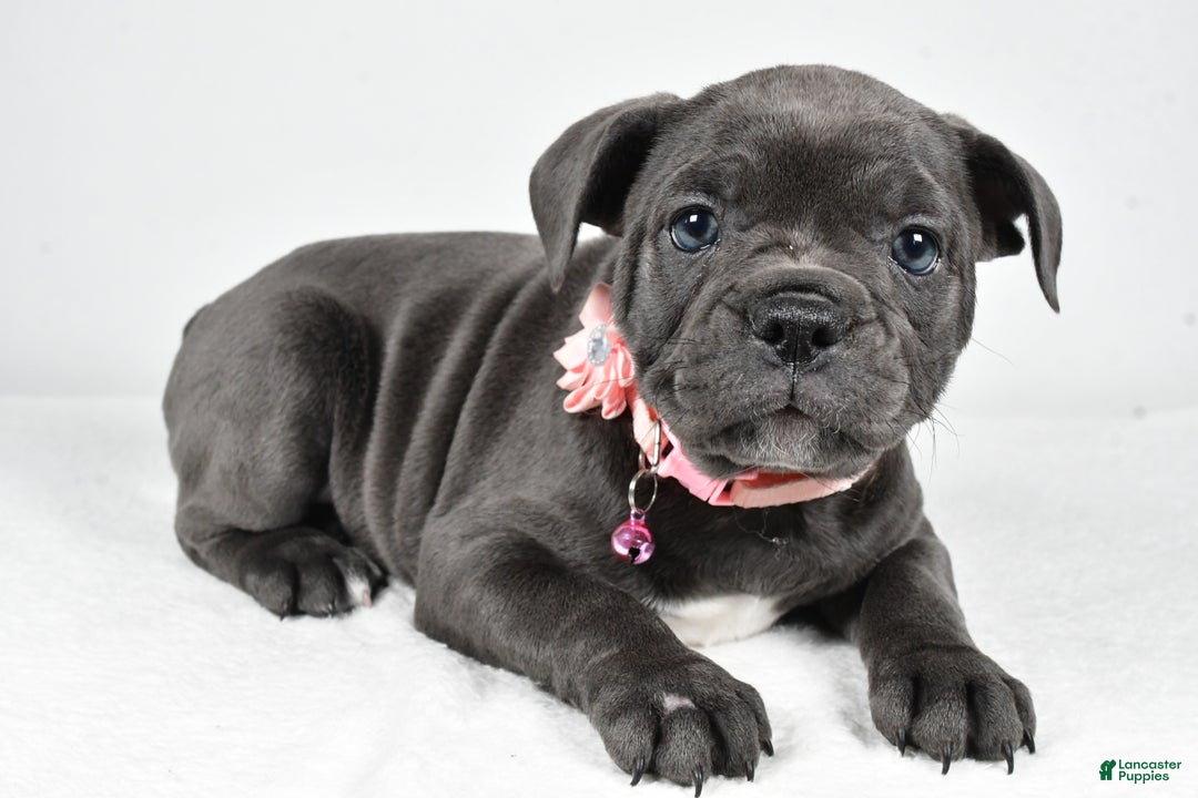 Mixed Breed dogs for sale: Dora - Ad 1