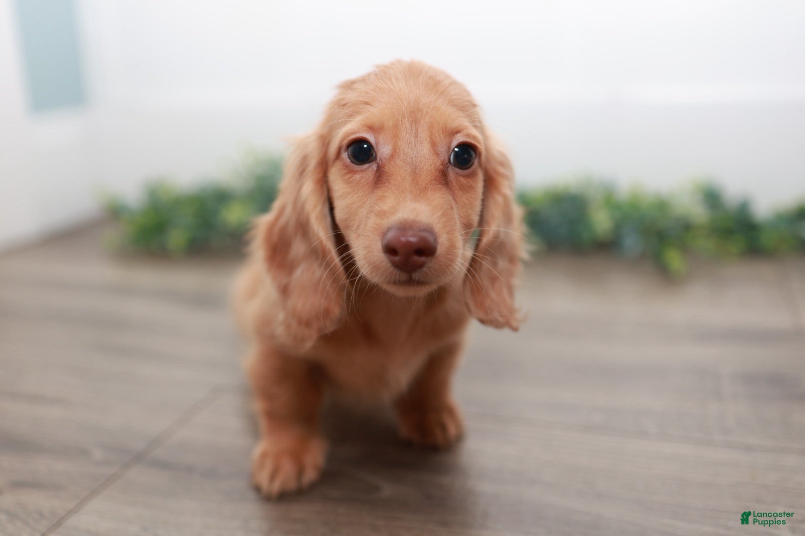 Miniature Dachshund dogs Doc - Ad 1