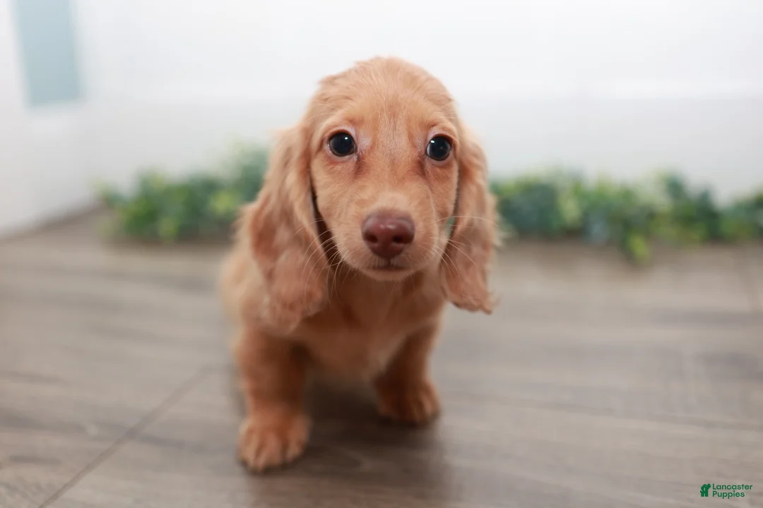 Miniature Dachshund dogs for sale: Doc - Ad 1