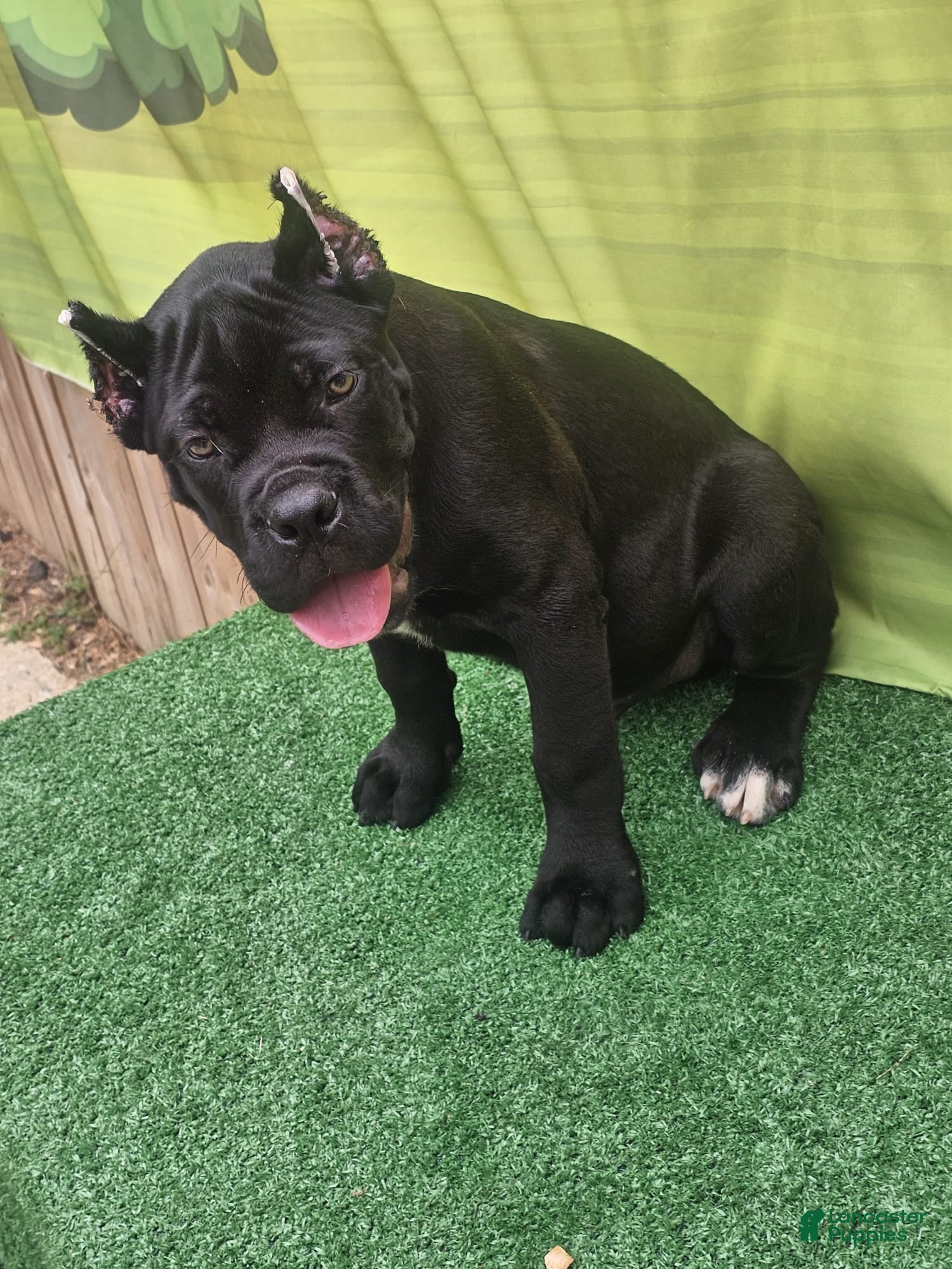 Cane Corso dogs MELLO - Ad 1
