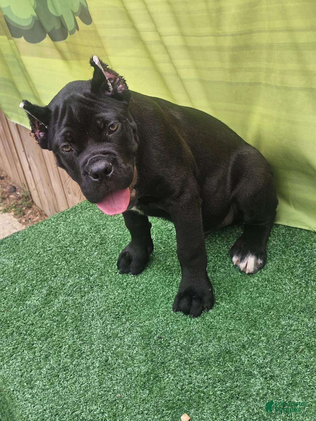 Cane Corso dogs for sale: MELLO - Ad 1