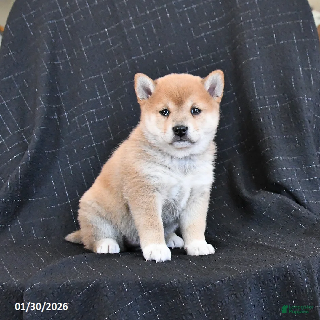 Shiba Inu dogs for sale: Zabrina - Ad 4