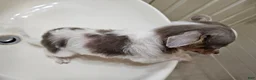 Chihuahua dogs for sale: Ali Babba (long-hair) - Ad 5