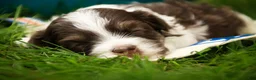 Havanese dogs for sale: Sherlock Havanese  - Ad 2