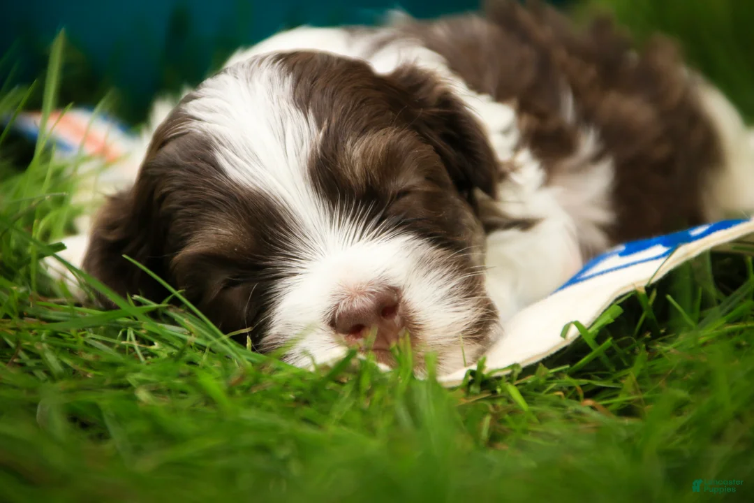 Havanese dogs for sale: Sherlock Havanese  - Ad 2