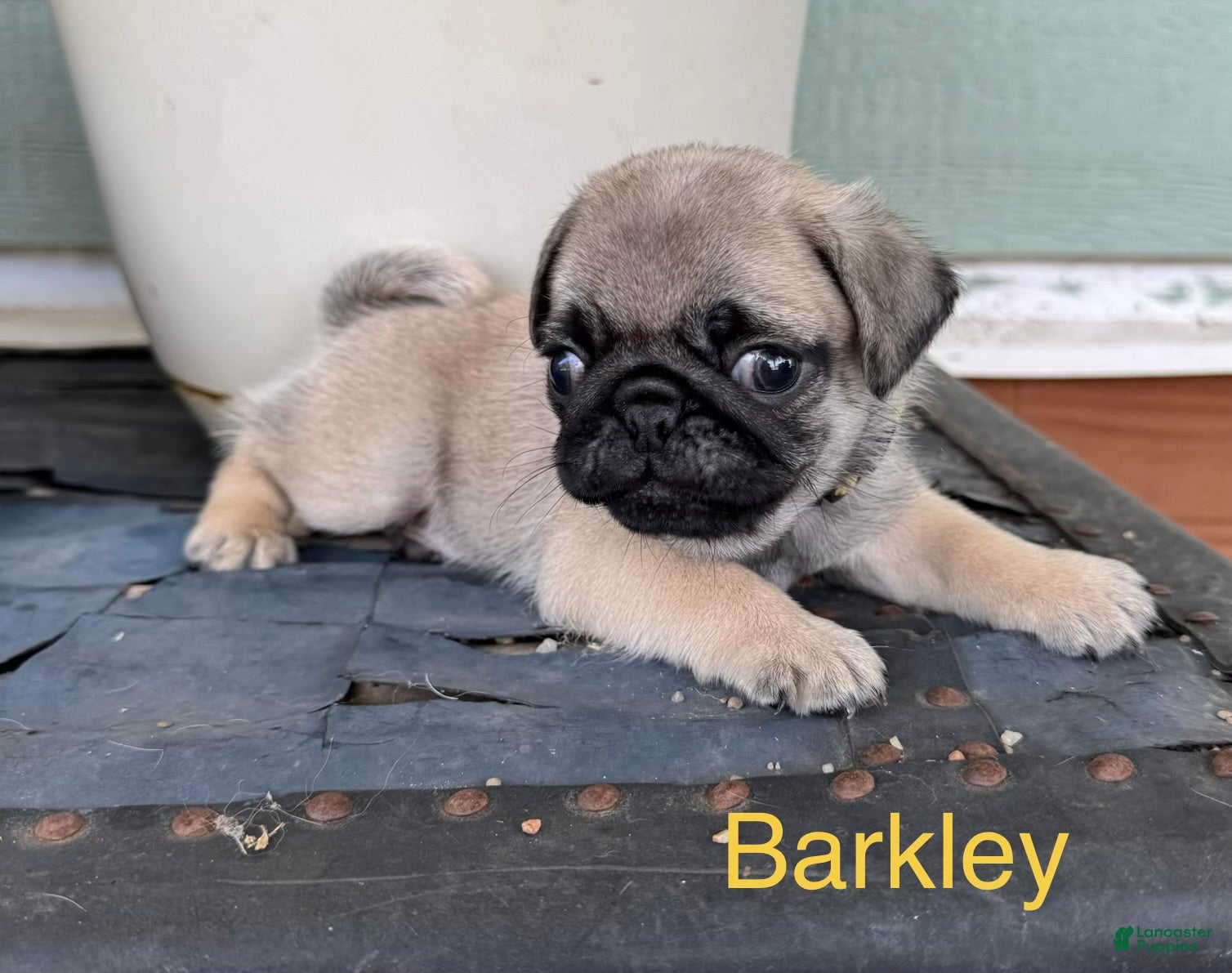 Pug dogs AKC, Barkley - Ad 1