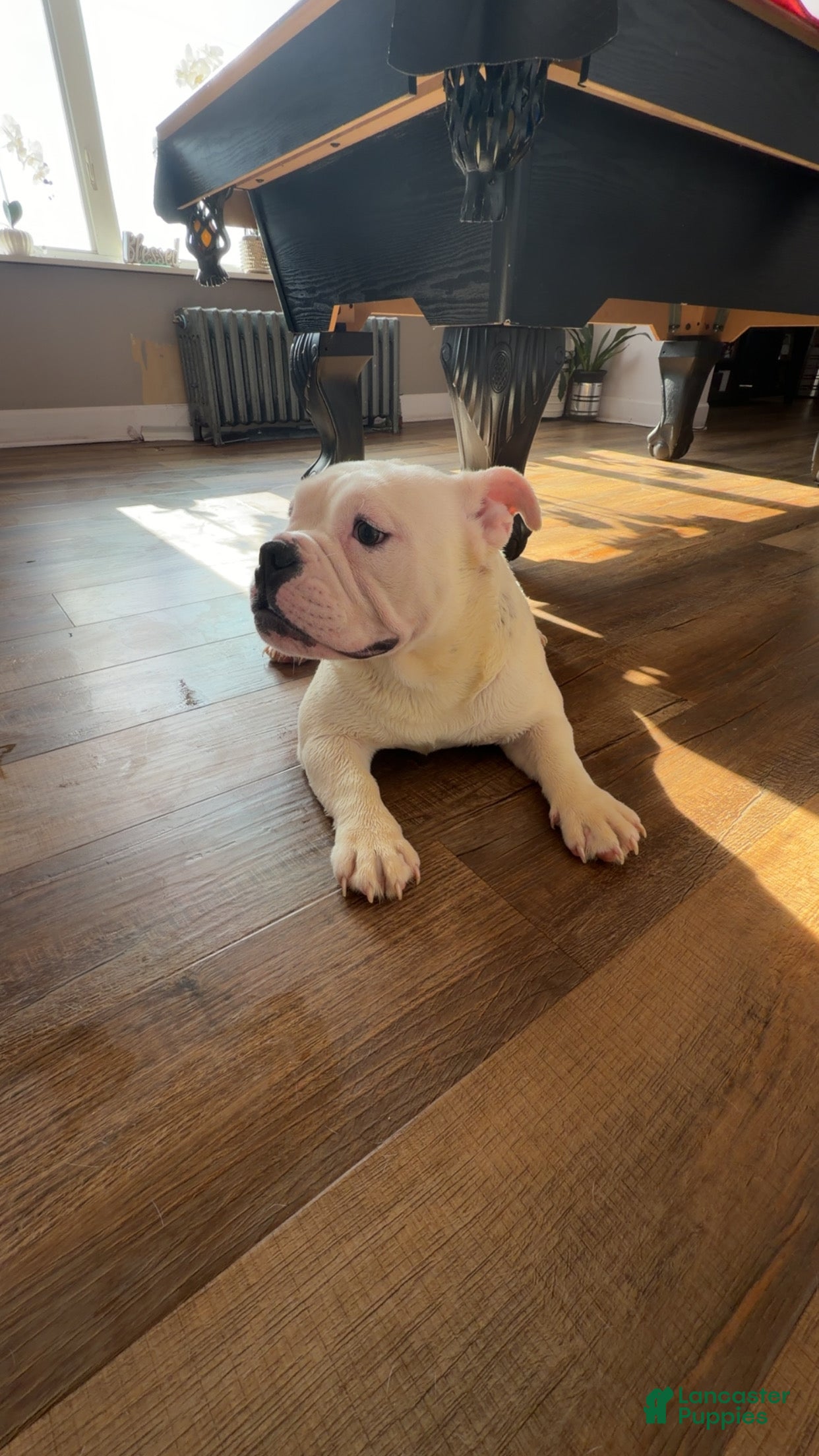American Bully dogs American Bully Puppy 2 - Ad 1