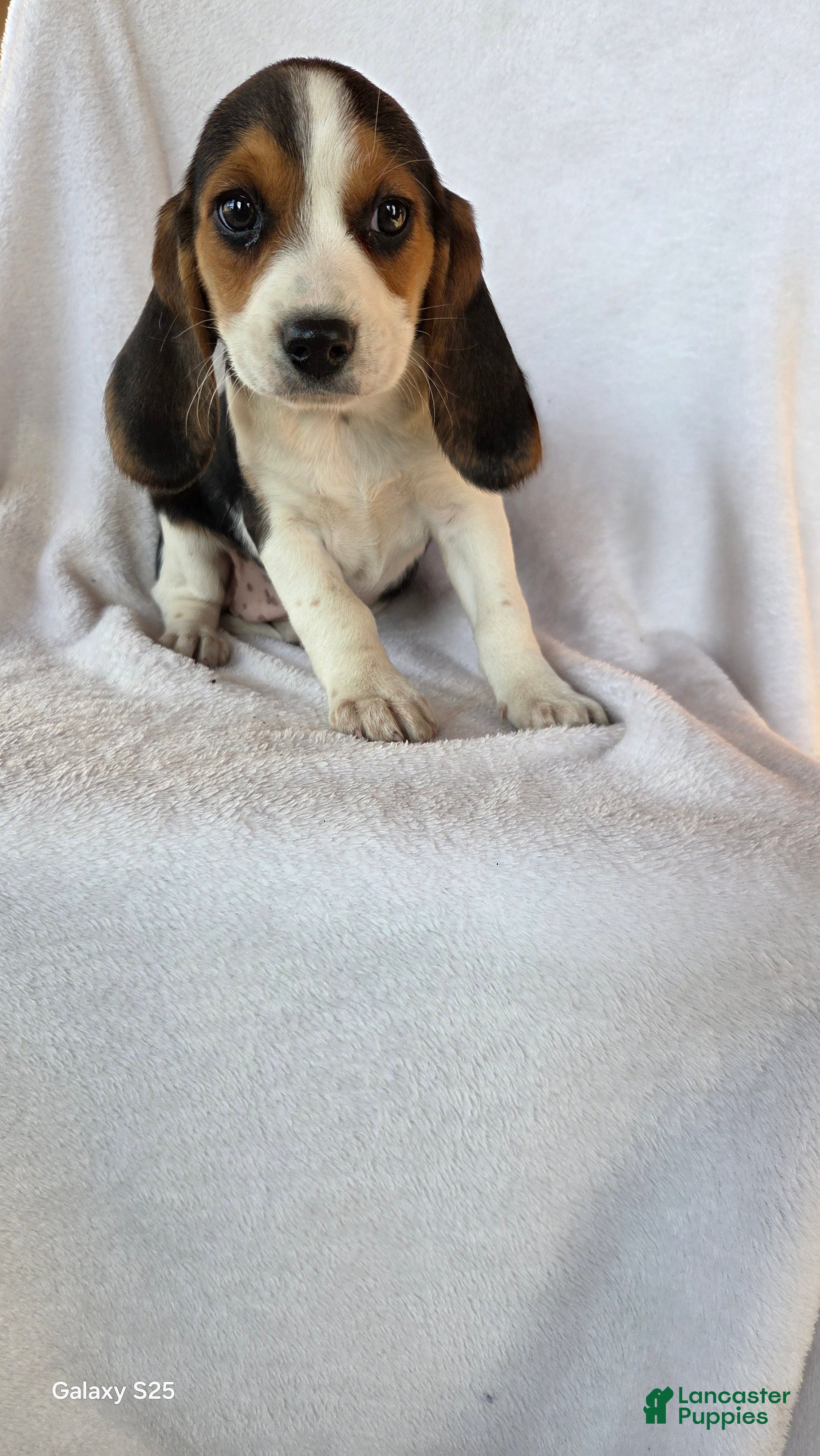 Beagle dogs Ranger - Ad 37