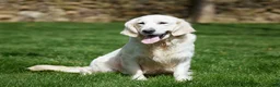 Goberian dogs for sale: Oscar - Ad 5
