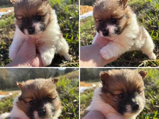 Pomeranian dogs Pomeranian Puppy 2 - Ad 14