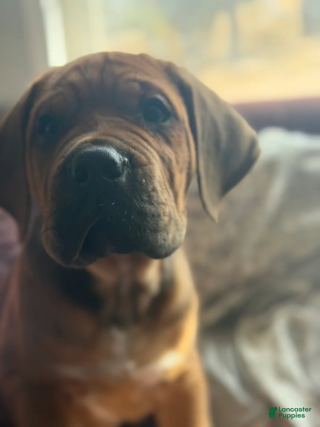 Cane Corso dogs for sale: Cane Corso Puppy 2 - Ad 2