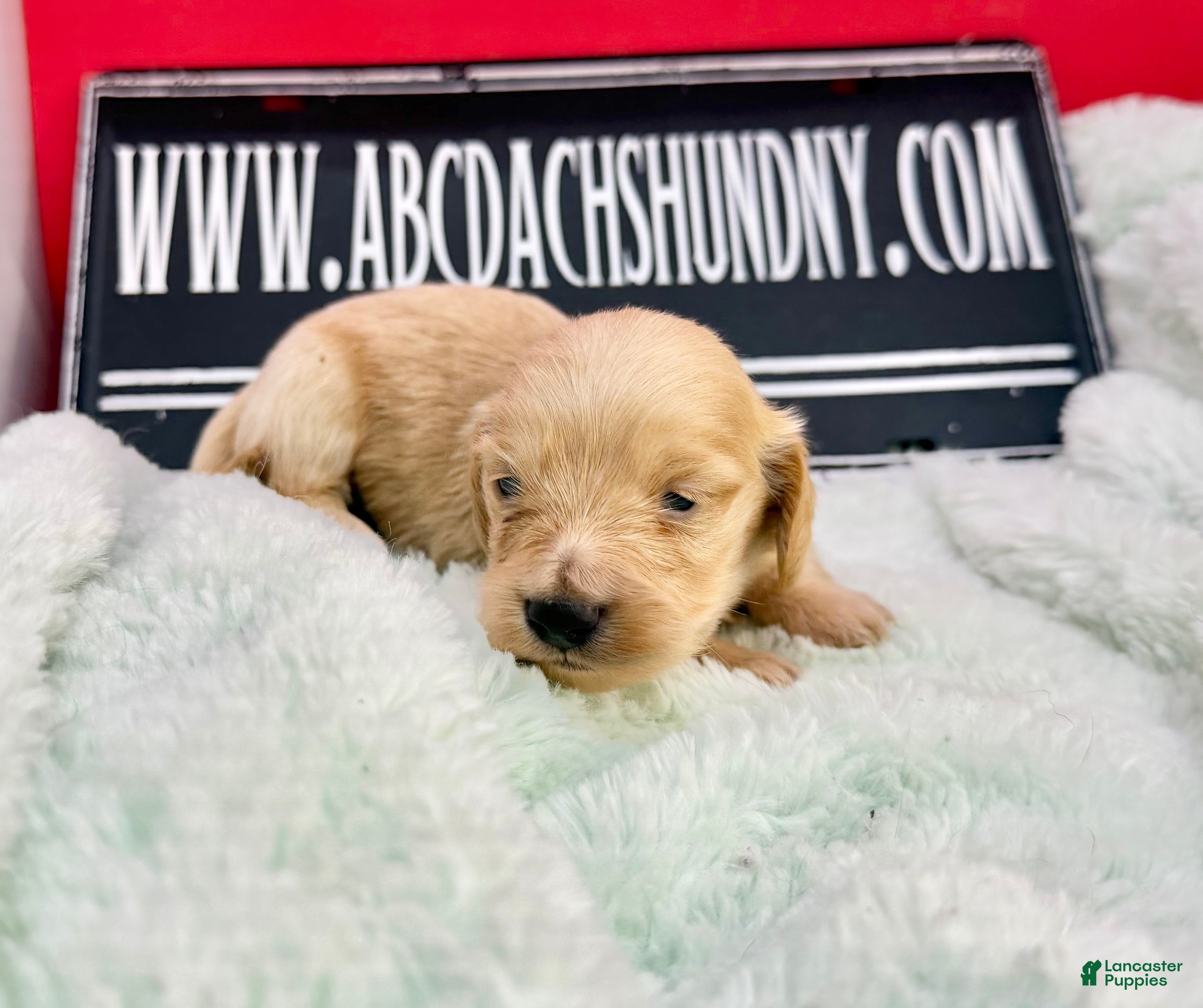 Dachshund dogs ee boy - Ad 29