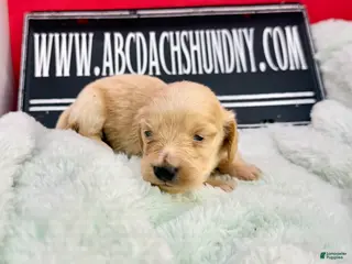 Dachshund dogs ee boy - Ad 35