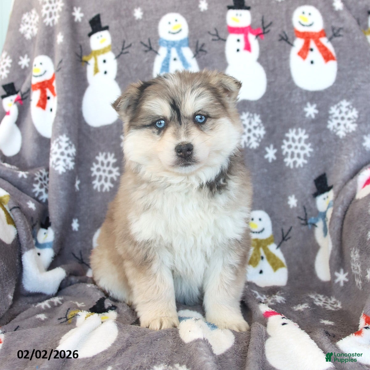 Pomsky dogs Bolt - Ad 4