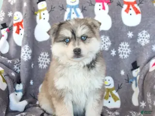 Pomsky dogs Bolt - Ad 4