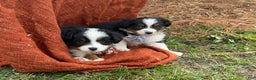 Miniature Australian Shepherd dogs for sale: Taz - Ad 17