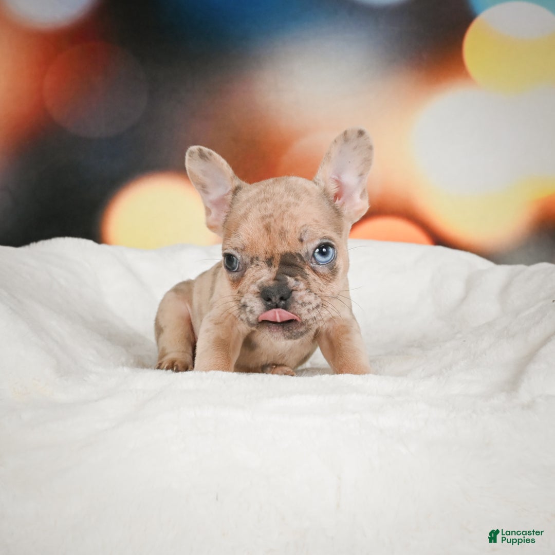 French Bulldog dogs for sale: Zeus - Ad 3