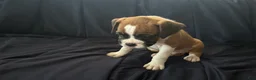 Boxer dogs for sale: Chip  - Ad 2