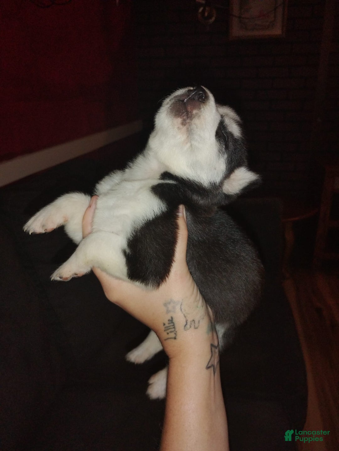 Siberian Husky dogs for sale: Mary - Ad 2