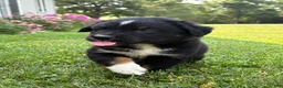 Australian Shepherd dogs for sale: Forest  - Ad 3