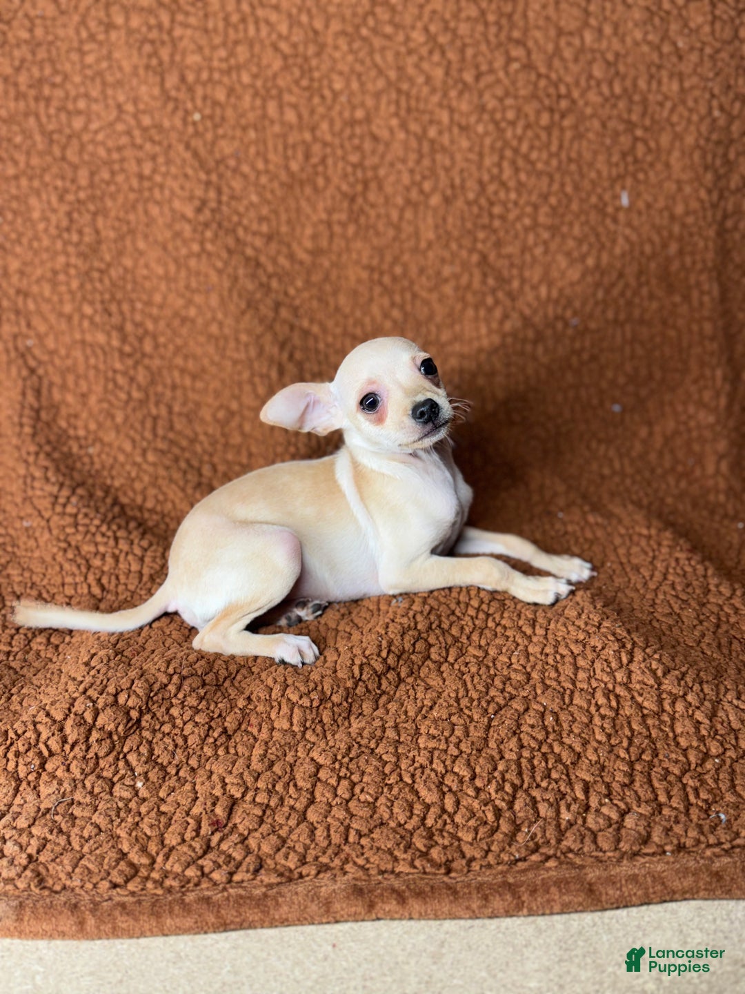 Chihuahua dogs for sale: Chucky - Ad 3