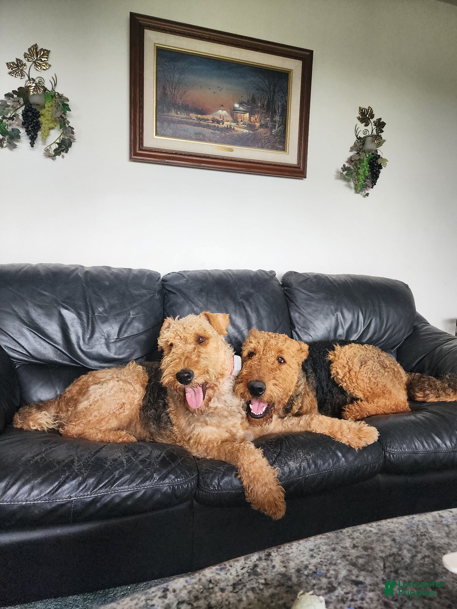 Airedale Terrier dogs Airedale Terrier Puppy Popi  - Ad 2