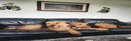 Airedale Terrier dogs for sale: Airedale Terrier Puppy Ema - Ad 2