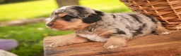 Mini Bernedoodle dogs for sale: Cornell F1 Mini Bernedoodle  - Ad 6