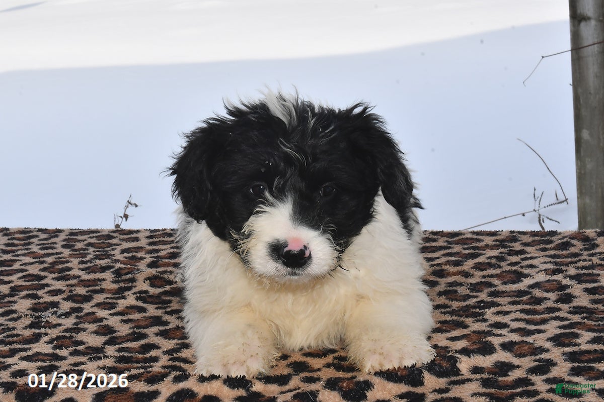Aussiedoodle dogs Johnny Boy - Ad 4