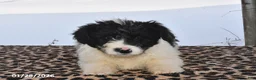 Aussiedoodle dogs for sale: Johnny - Ad 3