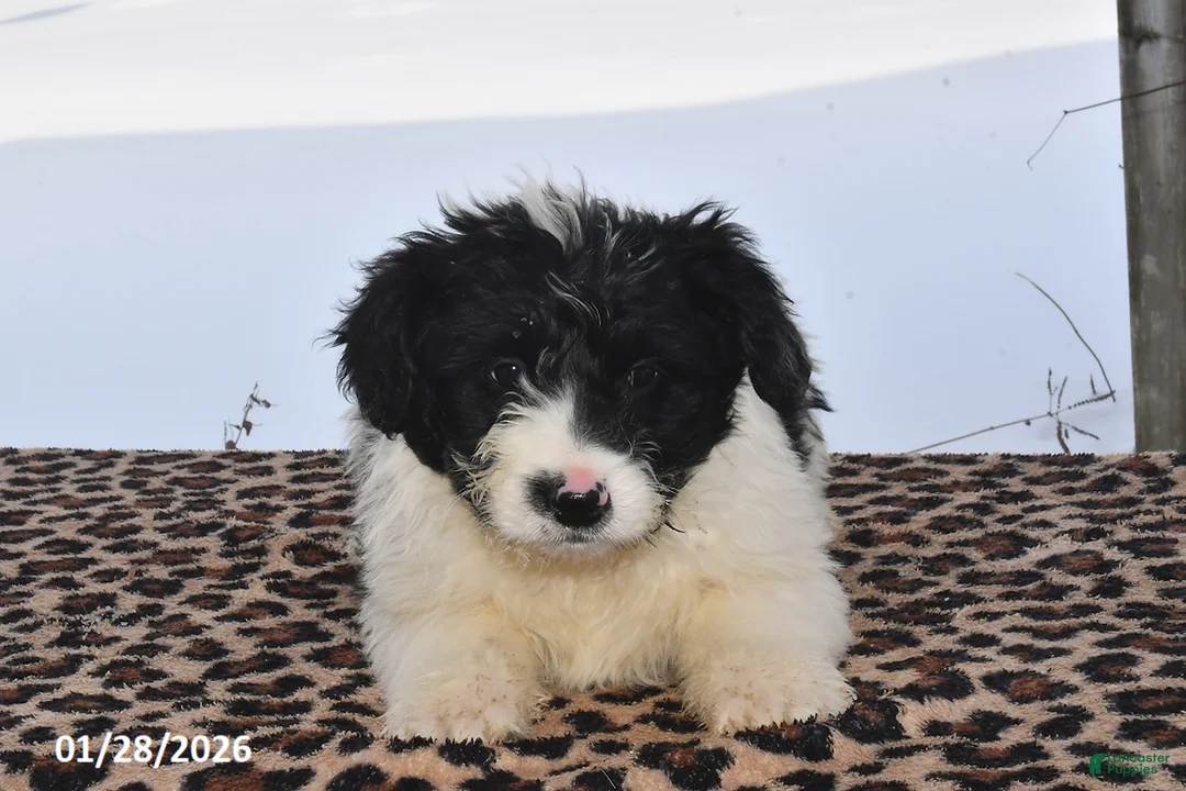 Aussiedoodle dogs for sale: Johnny - Ad 3
