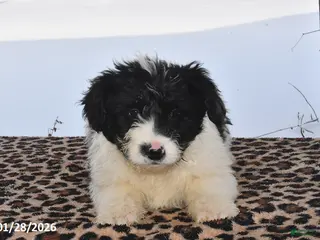 Aussiedoodle dogs Johnny Boy - Ad 4