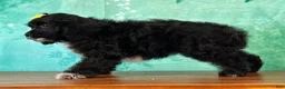 Cockapoo dogs for sale: Cindy - Ad 2