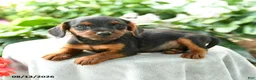 Yorkiepoo dogs for sale: Prince   - Ad 3