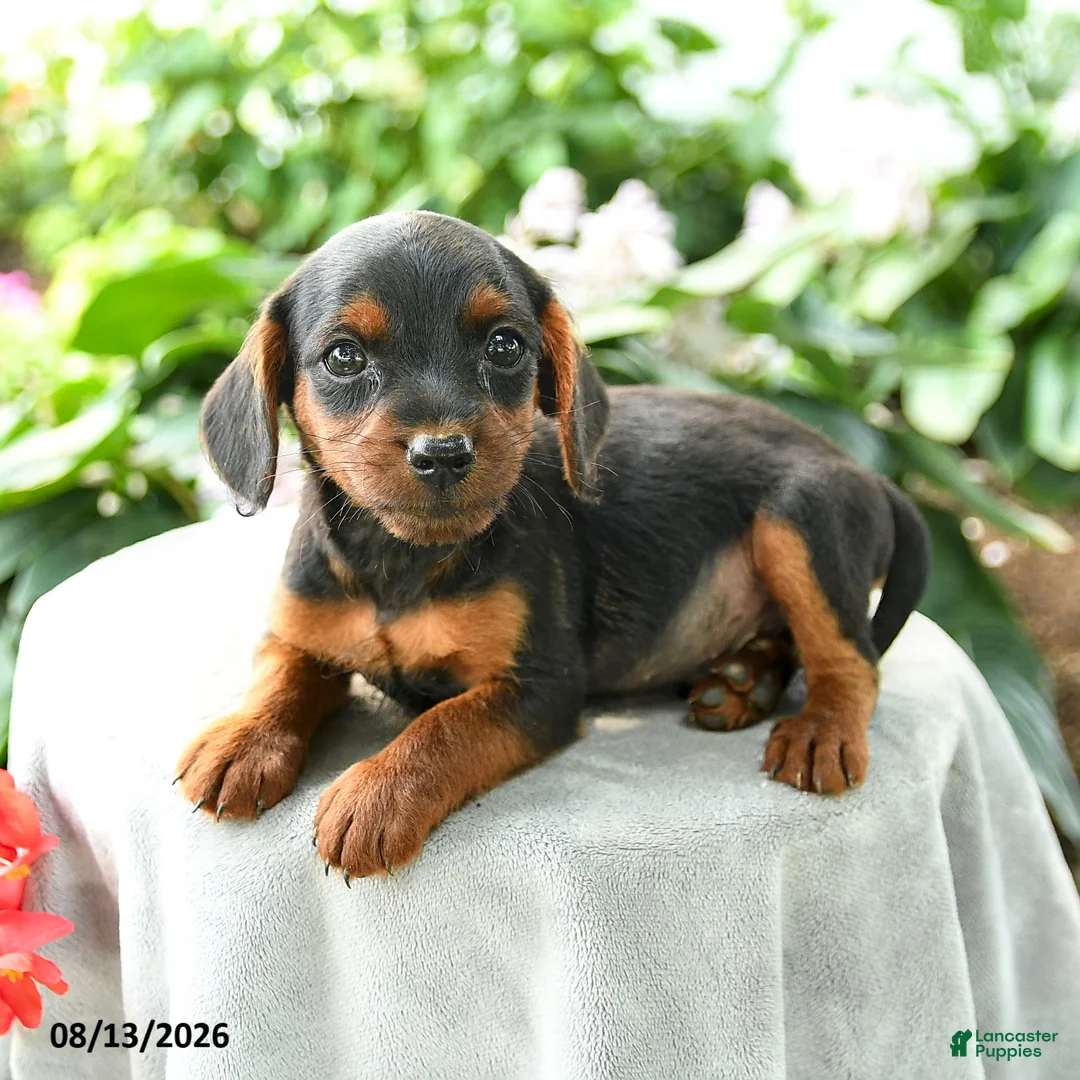 Yorkiepoo dogs for sale: Prince   - Ad 3