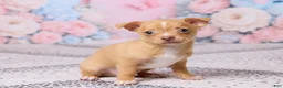 Chihuahua dogs for sale: Charlie - Ad 3