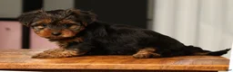 Yorkshire Terrier dogs for sale: Bella - Ad 3