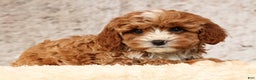 Cavapoo dogs for sale: Natalia - Ad 6