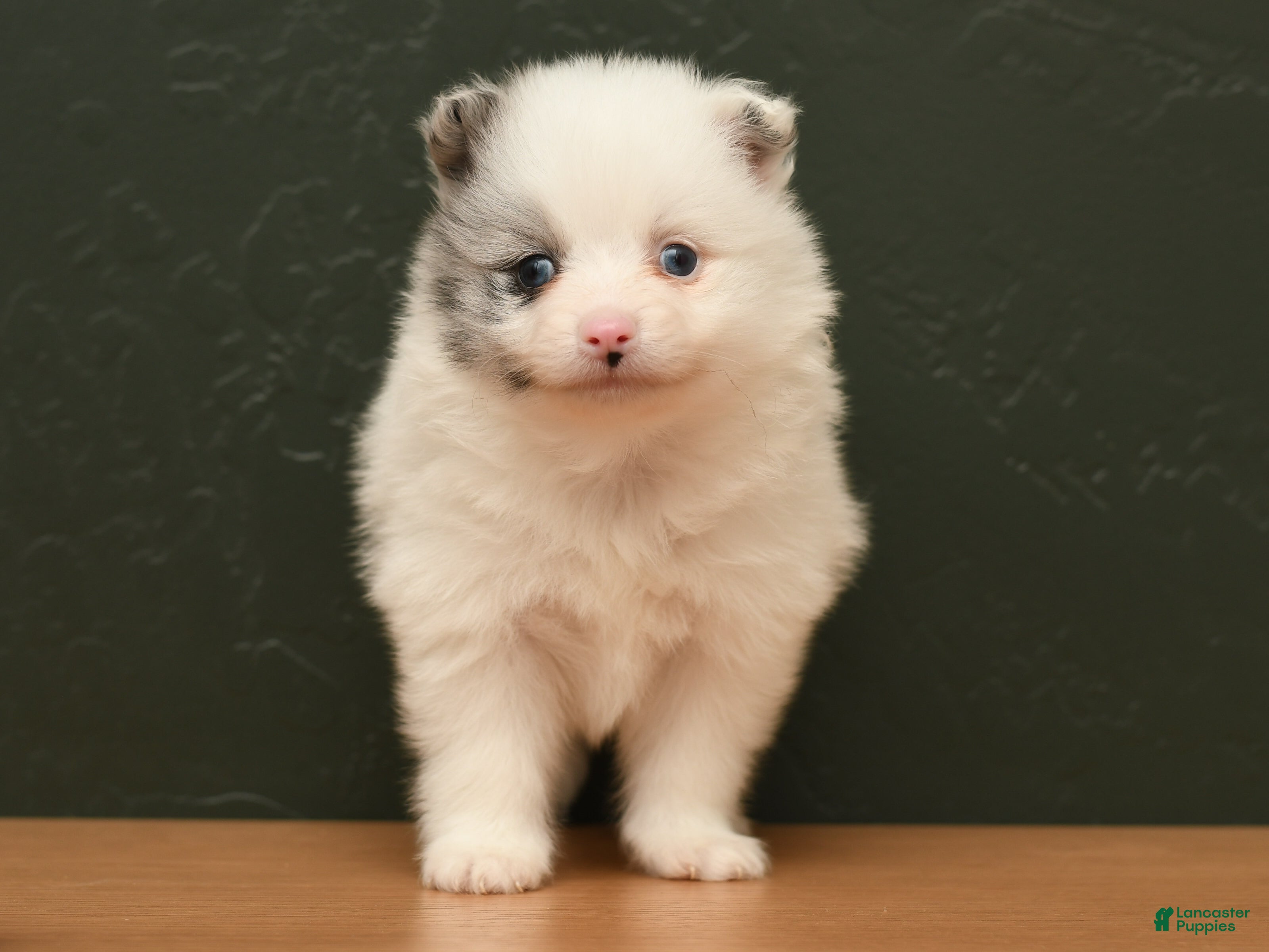 Pomeranian dogs Koda - Ad 1