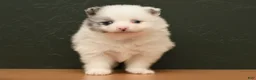 Pomeranian dogs for sale: Koda - Ad 1