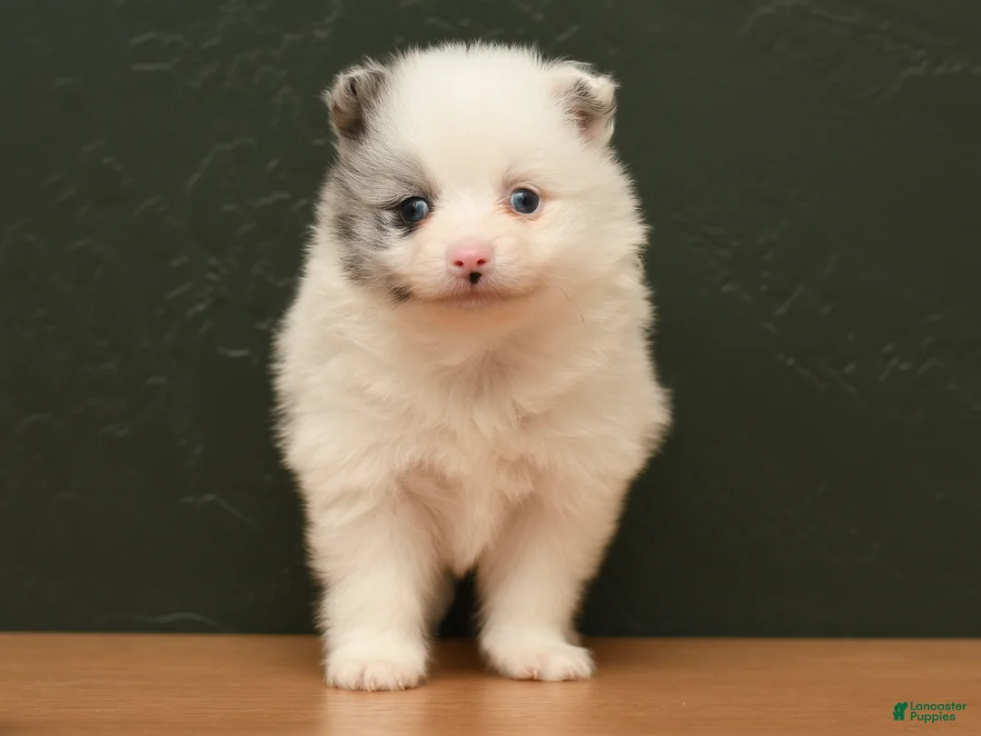 Pomeranian dogs for sale: Koda - Ad 1