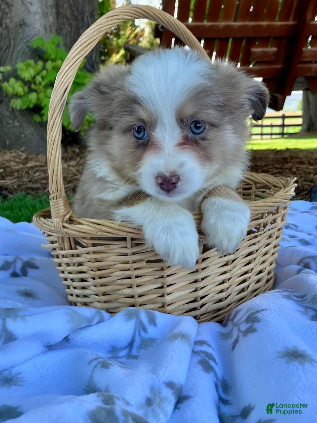 Miniature Australian Shepherd dogs for sale: Bambi - Ad 5
